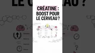 Miniature : Créatine et cerveau : utile ou simple effet de mode ?