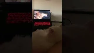 Miniature : POV : next time, don't let you humain chooses the movie #cat #catvideos #catshorts #drama