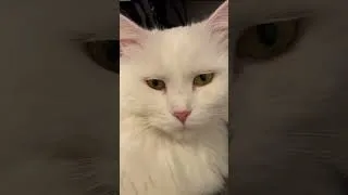 Miniature : POV : I am an ASMR Cat Artist #cat #asmr