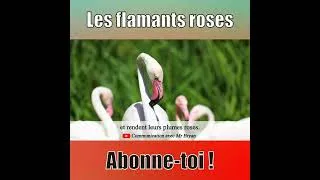 Miniature : Pourquoi les flamants roses sont-ils roses ?