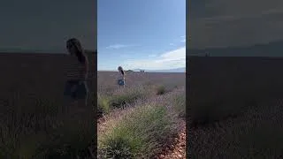 Miniature : Une journée de rêve à Valensole 💜