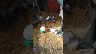 Miniature : retour avec mes pigeons #pigeon #aviculture #elevage #campagnes