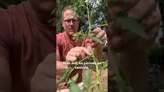 Miniature : Comment bien arroser ses tomates 🍅 en période de canicule ? ☀️#mrbricolage #pierrelecultivateur