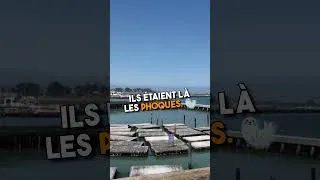 Miniature : Pier 39 lions de mer à San Francisco  : Ce qu'il faut savoir ! (2024)