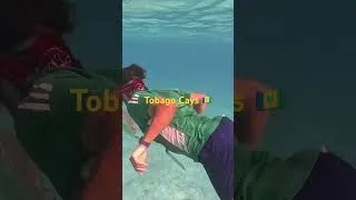 Miniature : Nager avec les Tortues à Tobago -Cays #lofi