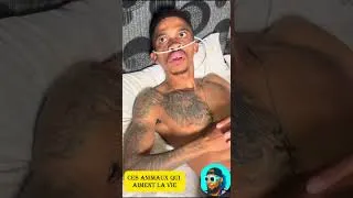 Miniature : Ces animaux qui aiment la vie🤣🤣🤣 #funny #essayezdenepasrire #humour #compilationdrôle