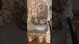 Miniature : La « misère » de Juliette : Le repos royal d'un chat Rex 👑