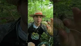 Miniature : Magnifique poisson au Cranckbait dans une rivière ! #fishing #peche