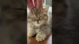 Miniature : Regarde ces chatons se livrer des combats épiques... #cat #kitten