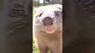 Miniature : À la découverte des wombats : ces adorables marsupiaux !
