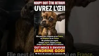 Miniature : Aidez nous à retrouver Noopy ! Partagez un maximum. Merci à vous toutes et tous 🙏❤️