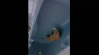 Miniature : Mon chat découvre sa queue