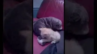 Miniature : Mon chat se bat contre un ours