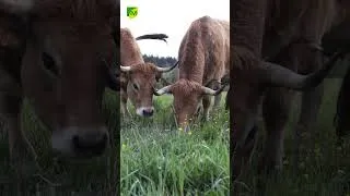 Miniature : Vachement proches : une vache gourmande peut en cacher une autre ! 🐮