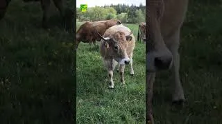 Miniature : Vachement proches : magnifiques vaches Aubrac...