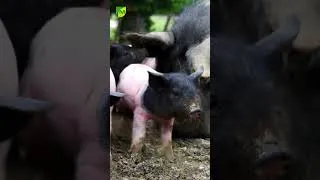 Miniature : Vachement proches 🐷 un amour de "cul-noir" #vachementproches  #lycéeagricole