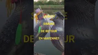 Miniature : Léon et Simone sont de retour en Mayenne!!! Ca sent LE FISH!!!