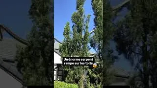 Miniature : Il est pas long, il est looooonnnng 😵 #australie #animals