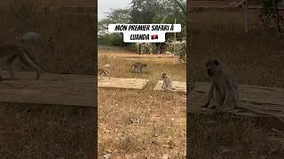 Miniature : Mon premier Safari en Angola ! 🇦🇴 #luanda #angola #palop