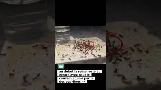 Miniature : Aujourd'hui je dois déménager rapidement mes Crematogaster avant de repartir au taf pour la semaine!