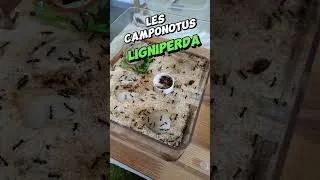 Miniature : Antsroom tour d'été 😝