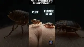 Miniature : Puce ou punaise de lit ? Voici comment faire la différence 😳 #santé #insectes #mystèrechoc