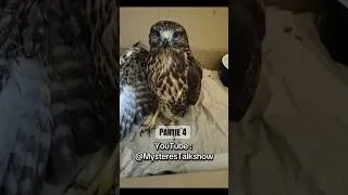 Miniature : 🤕🦅Partie 4: #bird #buse #rapace #birdofprey #buzzard J'aide une buse variable en détresse ! 🤕🦅