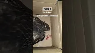 Miniature : 🤕🦅Partie 3: #bird #buse #rapace #birdofprey #buzzard J'aide une buse variable en détresse ! 🤕🦅