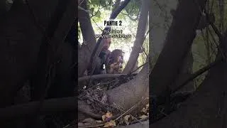Miniature : 🤕🦅Partie 2: #bird #buse #rapace #birdofprey #buzzard J'aide une buse variable en détresse ! 🤕🦅