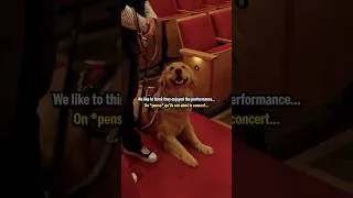 Miniature : Good dogs, great music! 🐶🎻 #orchestra #accessibility #servicedog