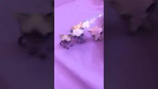 Miniature : Comment on dit arrire grand mere en espagnole ?😂 #lps #animation