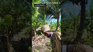 Miniature : Poivre rose. Cette épice précieuse pousse en Guadeloupe ?!