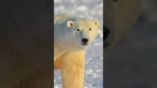 Miniature : L'ours polaire c'est le meilleur