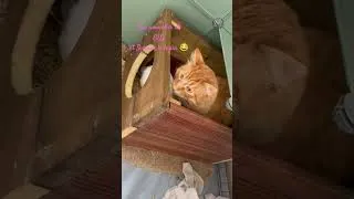 Miniature : des nouvelles de GUS et Sylvain le lapin 😂