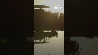 Miniature : Buffle versus lions | KILLER SAFARI
