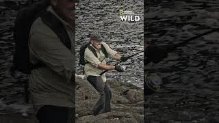 Miniature : Cyril Chauquet lutte pour attraper ce poisson géant !
