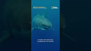 Miniature : Quel phénomène pousse ces requins au cannibalisme ?
