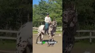 Miniature : Optimiser votre contact avec votre cheval 🐴4