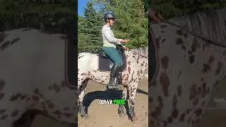 Miniature : Importance des articulations des bras pour le dressage 💪3