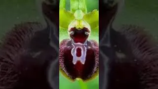 Miniature : Ophrys xxxxx