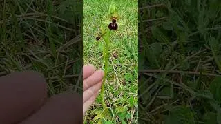 Miniature : Ophrys caloptera