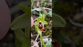 Miniature : Ophrys araneola
