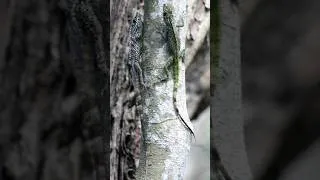 Miniature : Combat territorial chez l’anolis roquet /anolis de Martinique : une scène rare en pleine nature 🦎