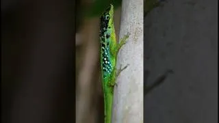 Miniature : À la rencontre de l’anolis roquet, lézard endémique de Martinique 🏝🦎 #reptiles #animaux #martinique