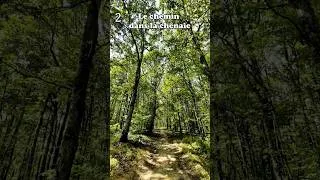 Miniature : Quel chemin prendriez-vous pour vous balader ? 🛤 #balade #nature #relaxing #relaxation #2