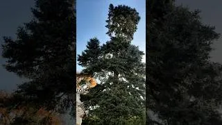 Miniature : Ce sapin s'est auto-cloné ! Comprendre le phénomène de réitération / réplication 🌲➡️🌲 #nature