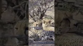 Miniature : La Vitesse Pure du Guépard