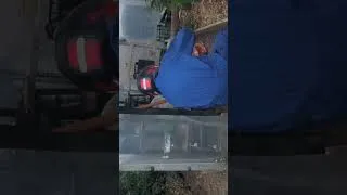 Miniature : guêpe : un nid découvert