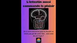 Miniature : L'intestin aussi commande le plaisir (Naturosoutien)