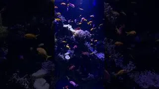 Miniature : Poissons colorés_1080x1920